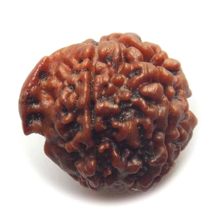 Shri Ganesha Rudraksha Brown color - Image 2