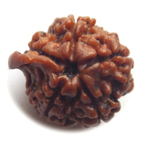 rudraksha