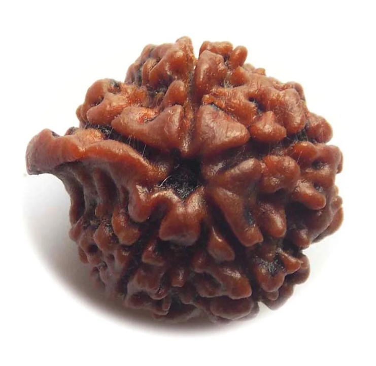 rudraksha